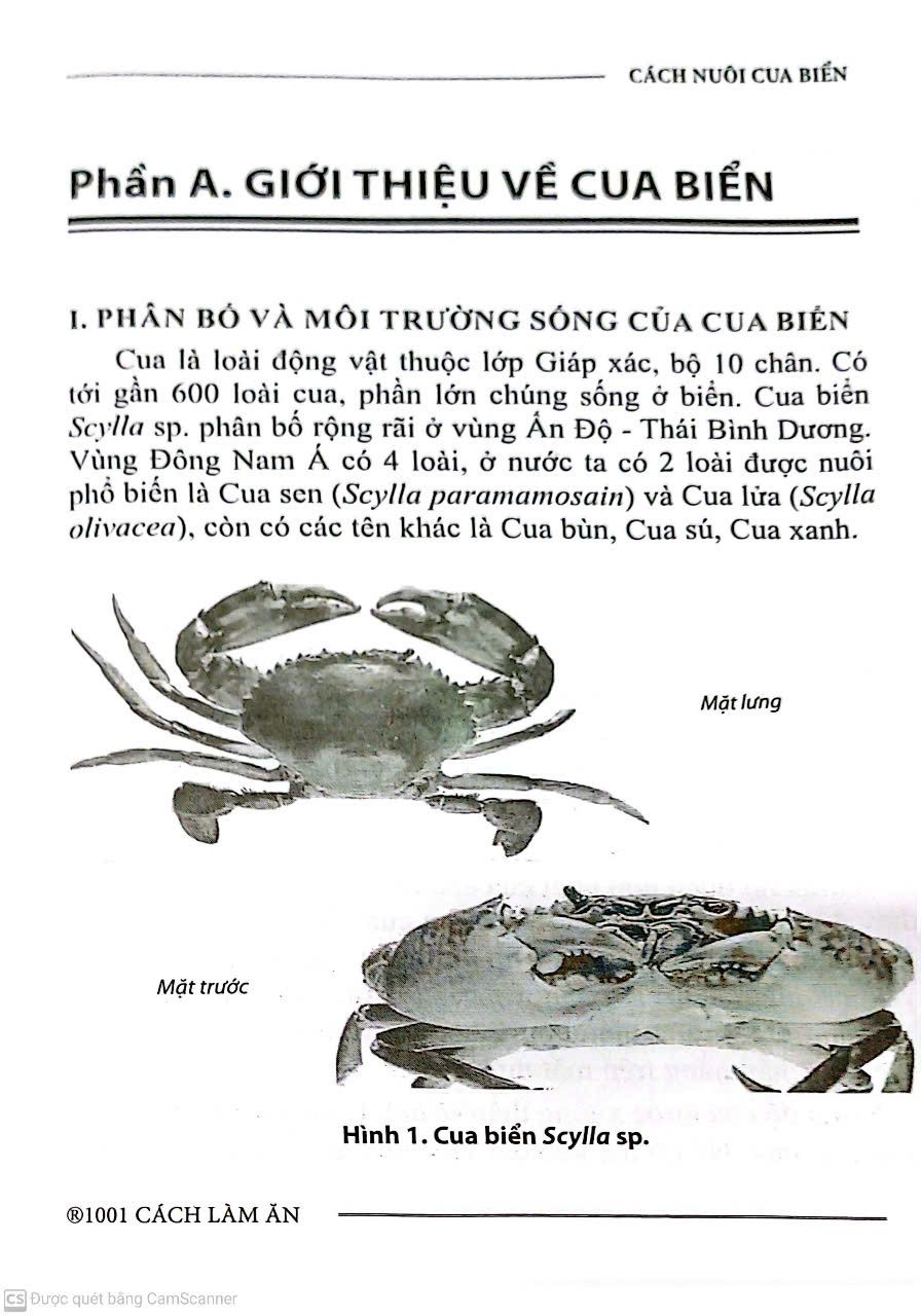  Cách Nuôi Cua Biển 