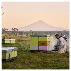 Mật ong Egmont MGO 50+ Multifloral Manuka 500g