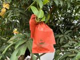  Túi Giấy Bao Xoài Đỏ Hai Lớp Tai Thỏ 
