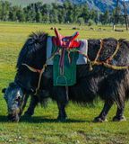  DU LỊCH MÔNG CỔ: ULAANBAATAR - SA MẠC MINI GOBI - THÀNH CỔ KARAKORUM - VƯỜN QUỐC GIA KHUSTAIN NURUU 