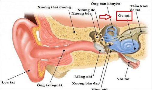 LƯU Ý SỬ DỤNG TAI NGHE BLUETOOTH ĐỂ BẢO VỆ THÍNH GIÁC 8 sử dụng tai nghe bluetooth
