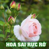  Lọ Phân Bón Hữu Cơ Tan Chậm 22 viên Siêu Dinh Dưỡng Cho Cây Cảnh Bonsai Hoa Lan 