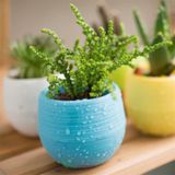  chậu cây mini cute thông minh để bàn dễ thương trang trí văn phòng nhà cửa giá rẻ chất liệu nhựa pp cao cấp 