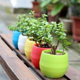  chậu cây mini cute thông minh để bàn dễ thương trang trí văn phòng nhà cửa giá rẻ chất liệu nhựa pp cao cấp 