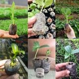  Viên nén xơ dừa, 10, 20, 50 viên, ươm hạt giống trồng cây, ươm hạt, ươm cây giống, trồng dâu tây, thuỷ canh -dc5066 