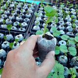  Viên nén xơ dừa, 10, 20, 50 viên, ươm hạt giống trồng cây, ươm hạt, ươm cây giống, trồng dâu tây, thuỷ canh -dc5066 