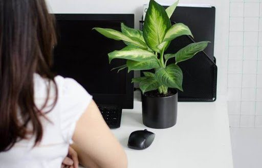 vật dụng trang trí bàn làm việc 
