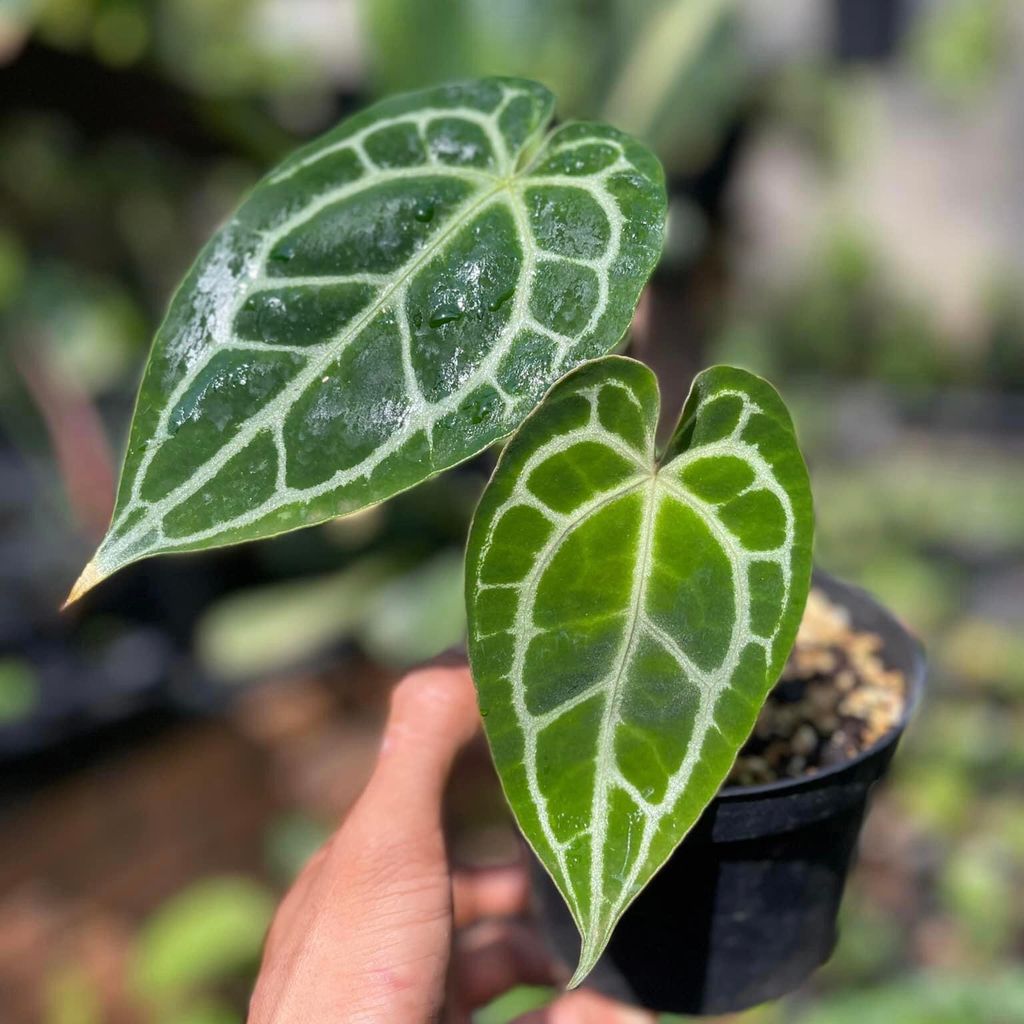  Cây Anthurium Crystal sưu tầm 