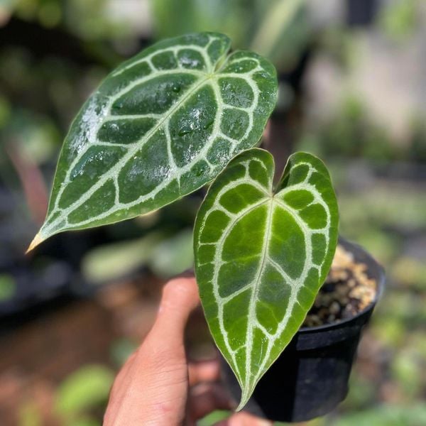  Cây Anthurium Crystal sưu tầm 