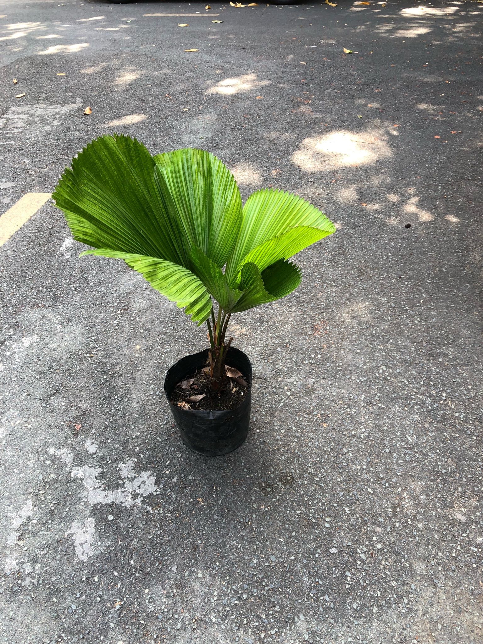  Cây Cọ Nhật nội thất size lớn 