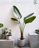  Cây Chuối rẽ quạt nội thất 