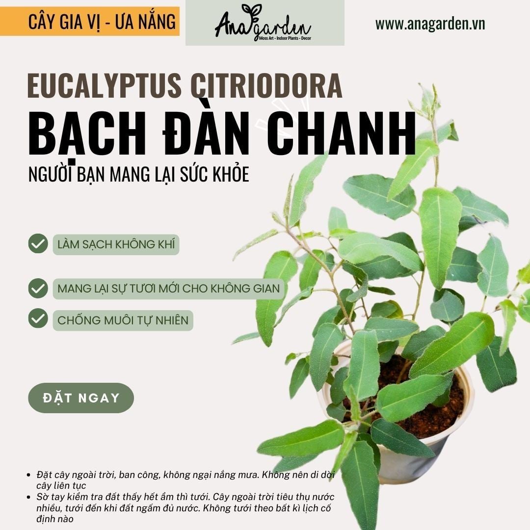  Bạch đàn chanh (Eucalyptus citriodora) 
