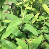  Bạch đàn chanh (Eucalyptus citriodora) 