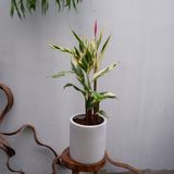  Cây Chuối két cẩm thạch ưa nắng 