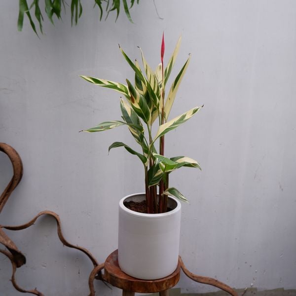  Cây Chuối két cẩm thạch ưa nắng 