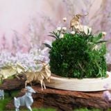  Chụp Thủy Tinh Rêu D11-H12 005 