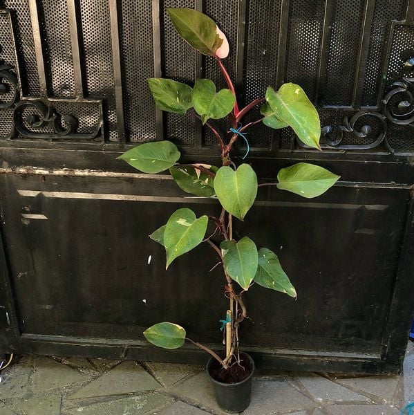  Cây Pink princess nội thất 