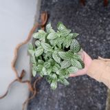  Lá mai mắn - Fittonia nội thất 