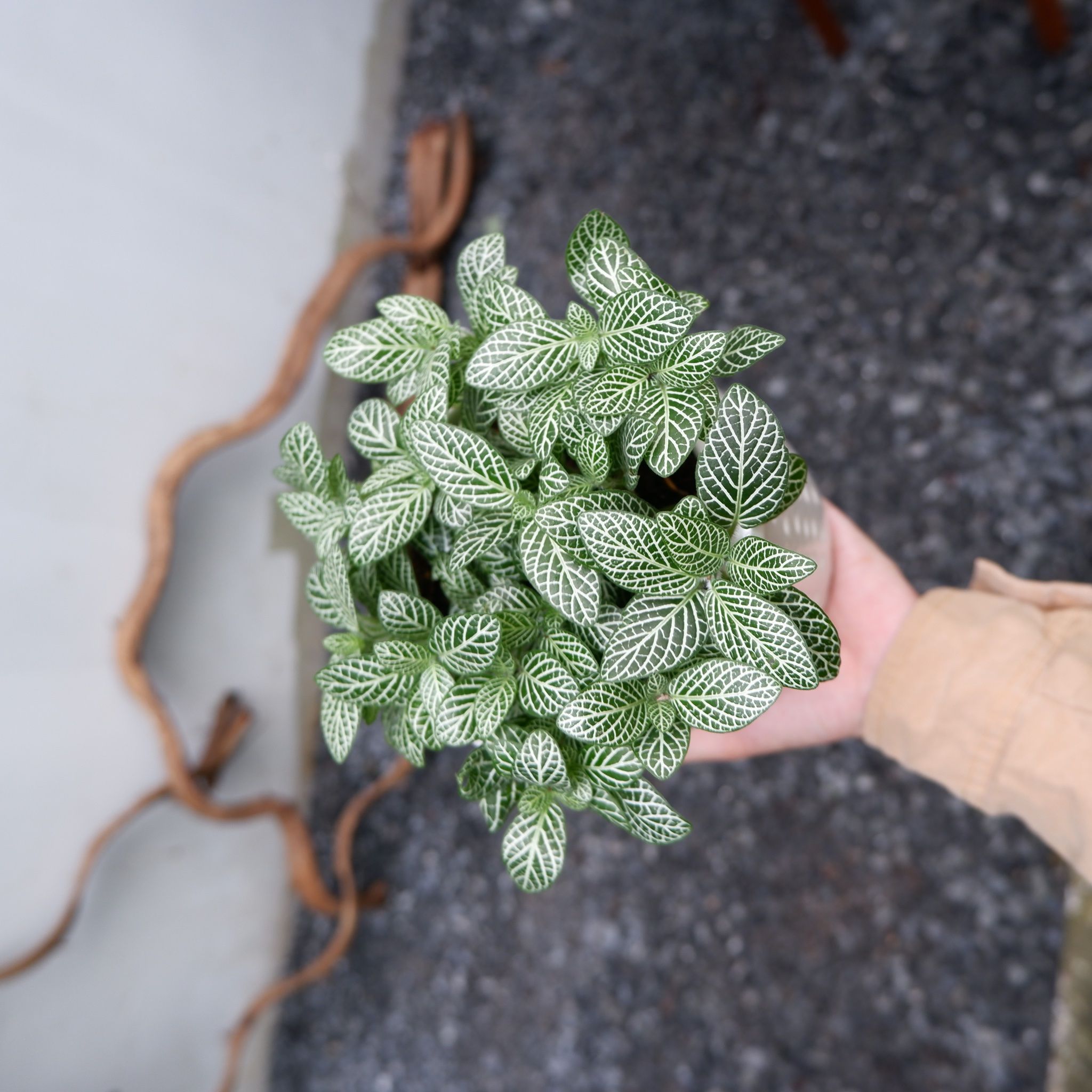  Lá mai mắn - Fittonia nội thất 
