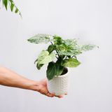  Cây Sygonium Batik size nhỏ 