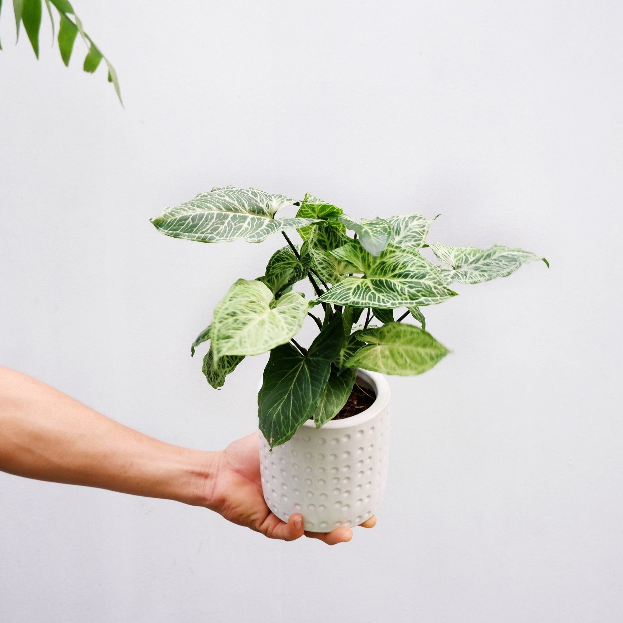  Cây Sygonium Batik size nhỏ 