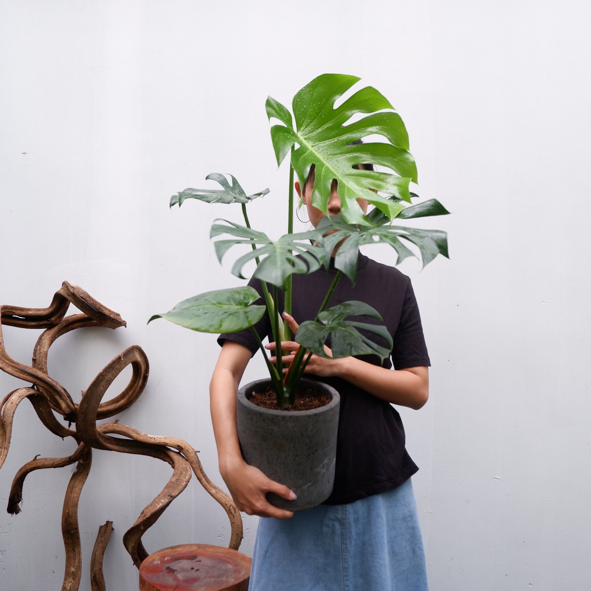  Cây Monstera Deliciosa nội thất 