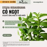  Cỏ ngọt (Stevia rebaudiana) 