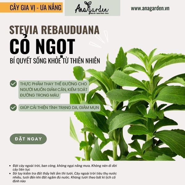  Cỏ ngọt (Stevia rebaudiana) 