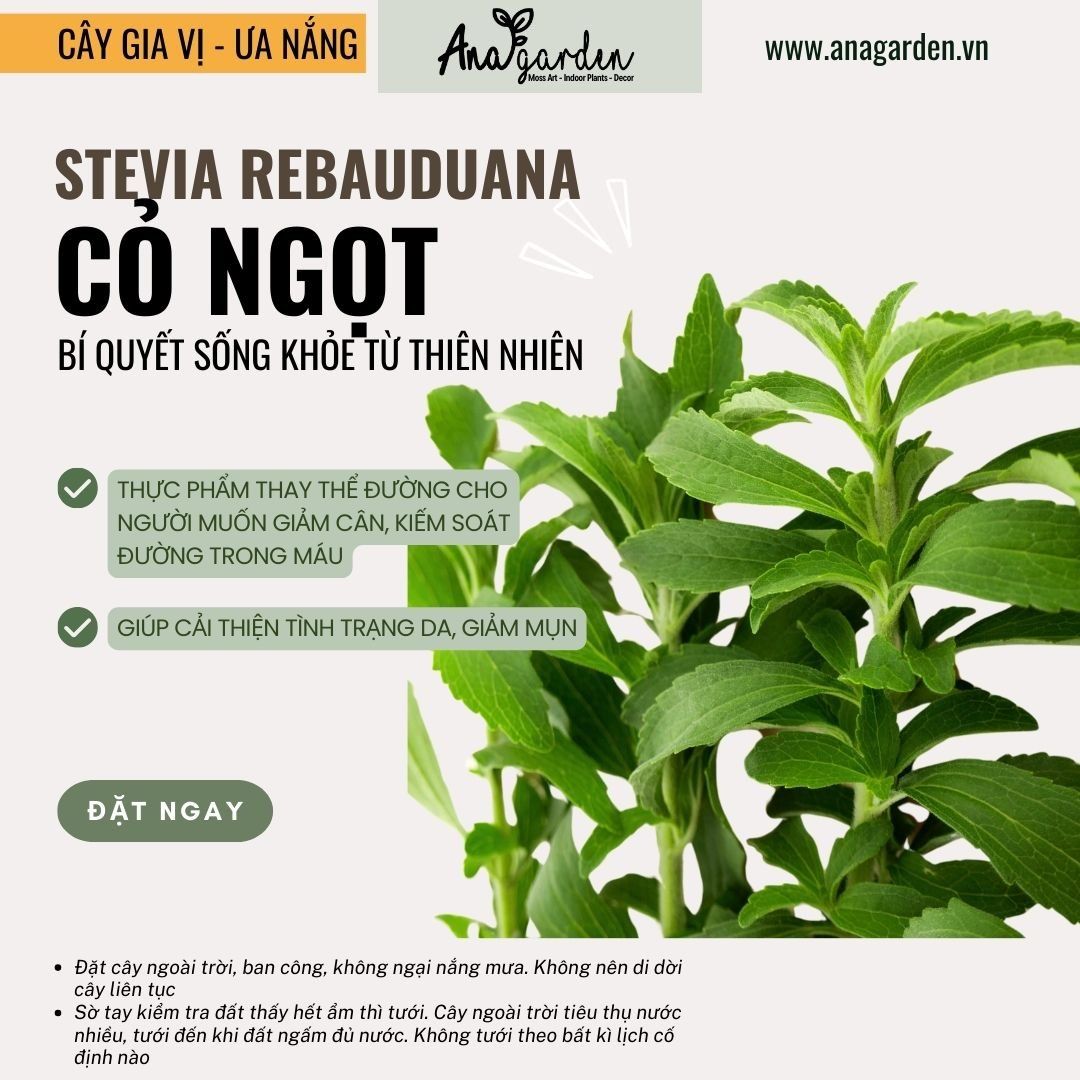  Cỏ ngọt (Stevia rebaudiana) 