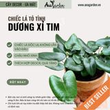  Cây Dương xỉ tim nội thất 