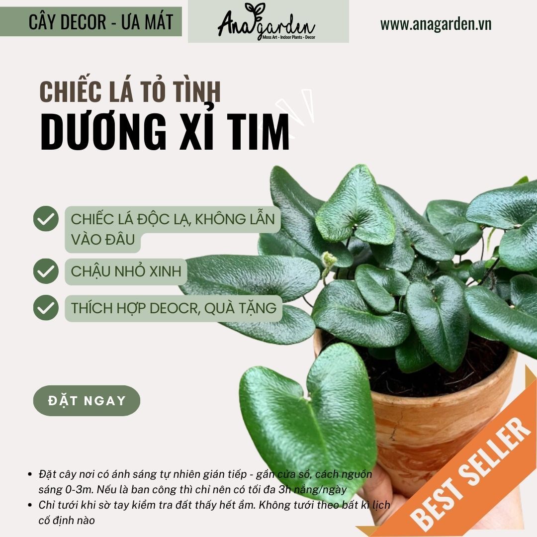  Cây Dương xỉ tim nội thất 