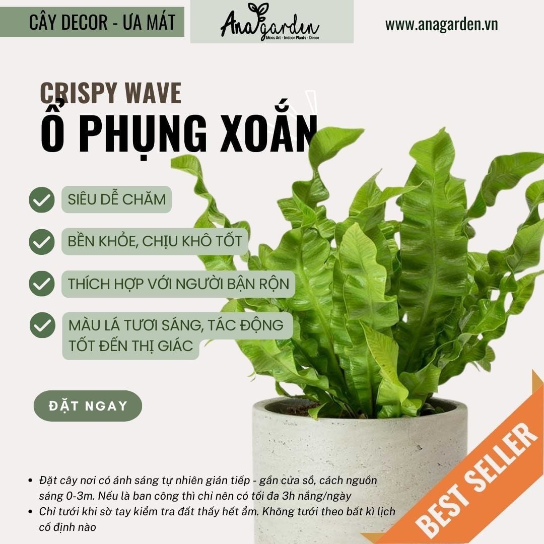  Cây Ổ Phụng nội thất size nhỏ 