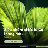  Cây Cọ Nhật loang màu (Palm tree) 