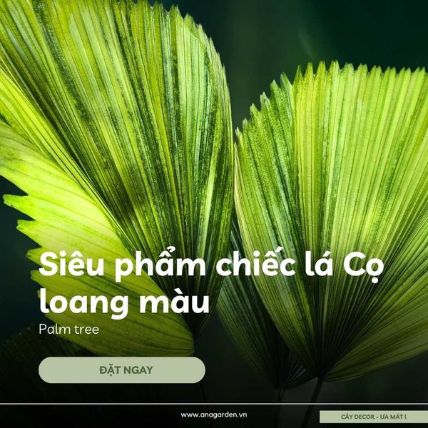  Cây Cọ Nhật loang màu (Palm tree) 