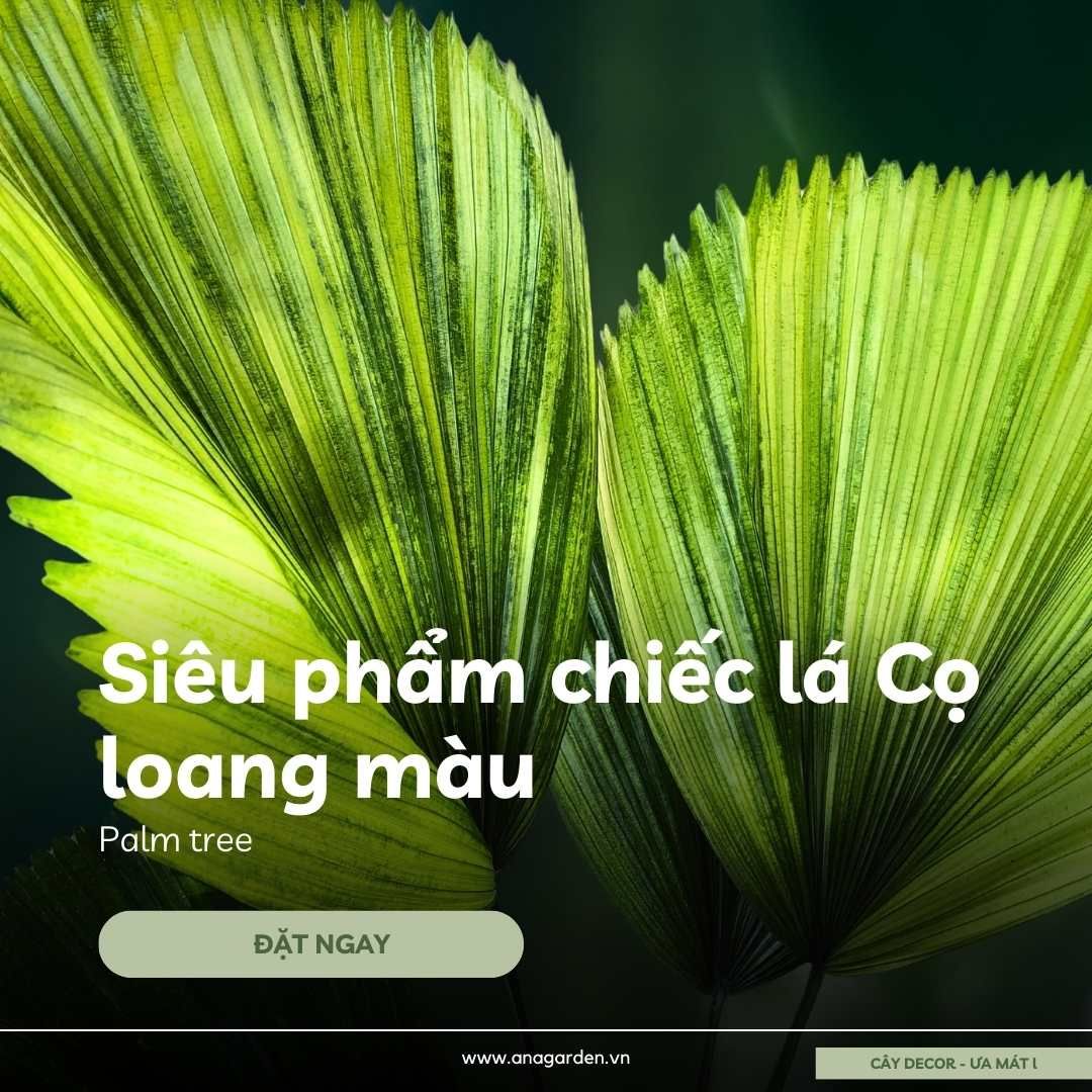  Cây Cọ Nhật loang màu (Palm tree) 