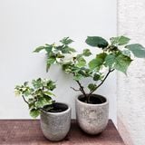  Cây Tra Var ưa nắng size nhỏ 