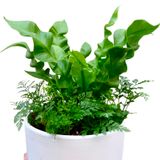  Chậu cây Mix sẵn ưa mát size S 