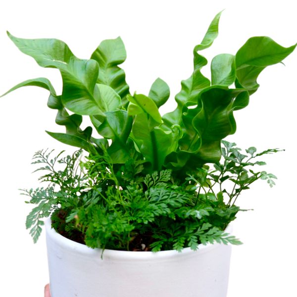  Chậu cây Mix sẵn ưa mát size S 