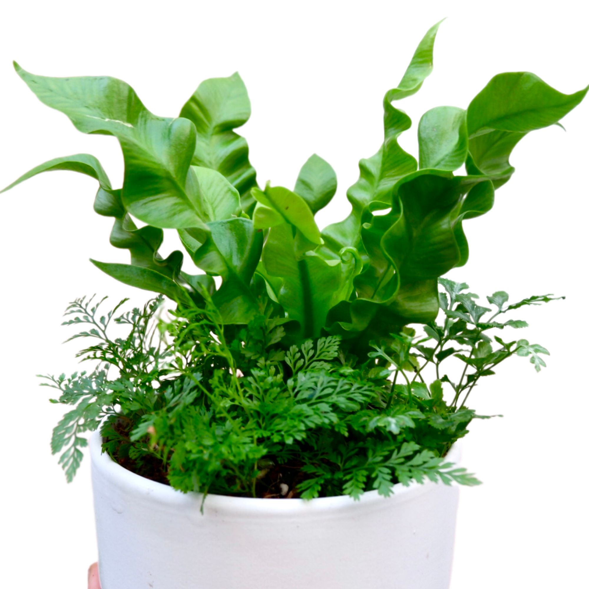  Chậu cây Mix sẵn ưa mát size S 