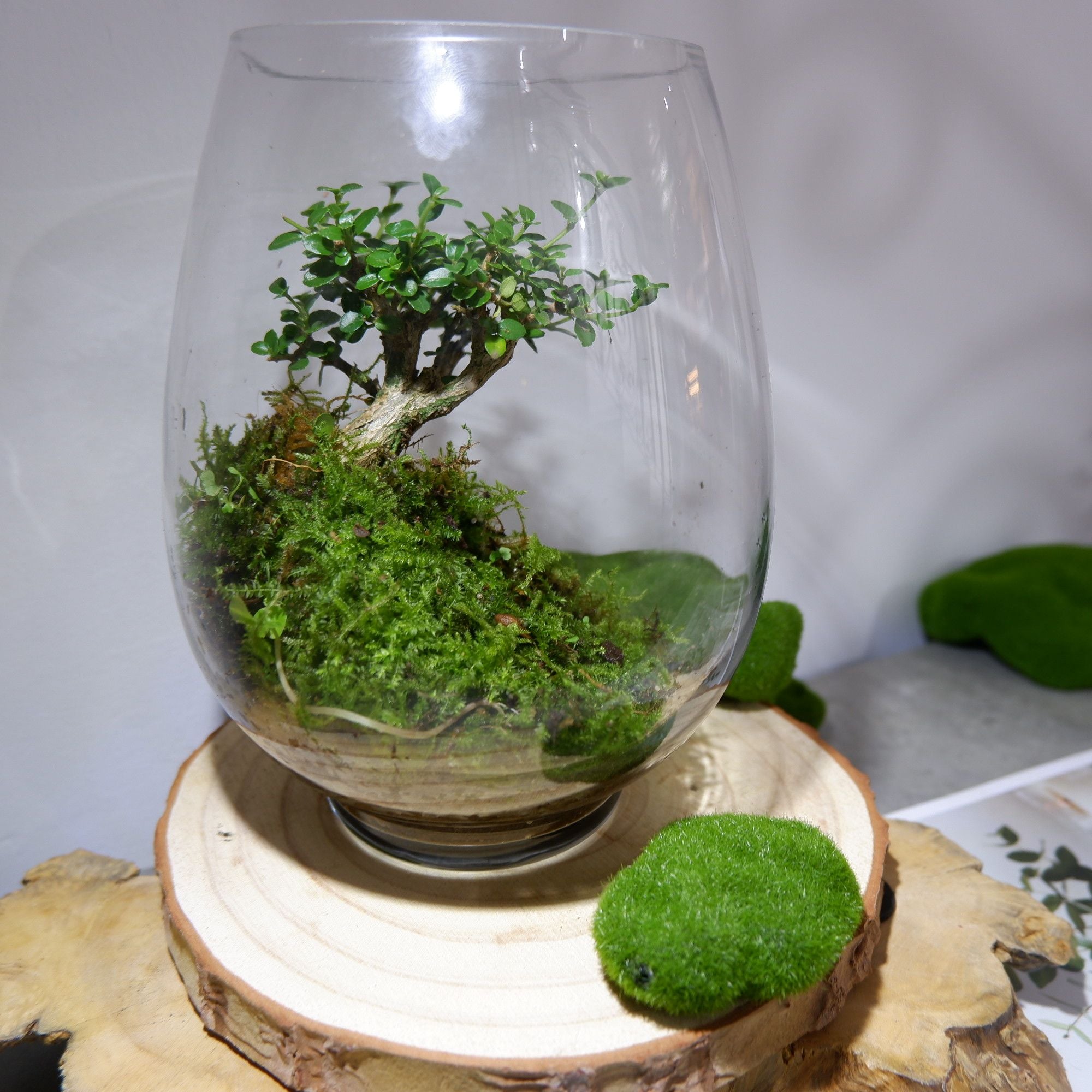  Bình Mosslight Terra nội thất 