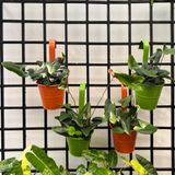  Cây Dương xỉ tim nội thất 