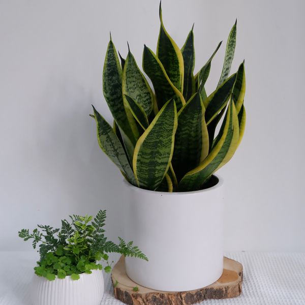  Cây Lưỡi hổ nội thất size nhỏ 