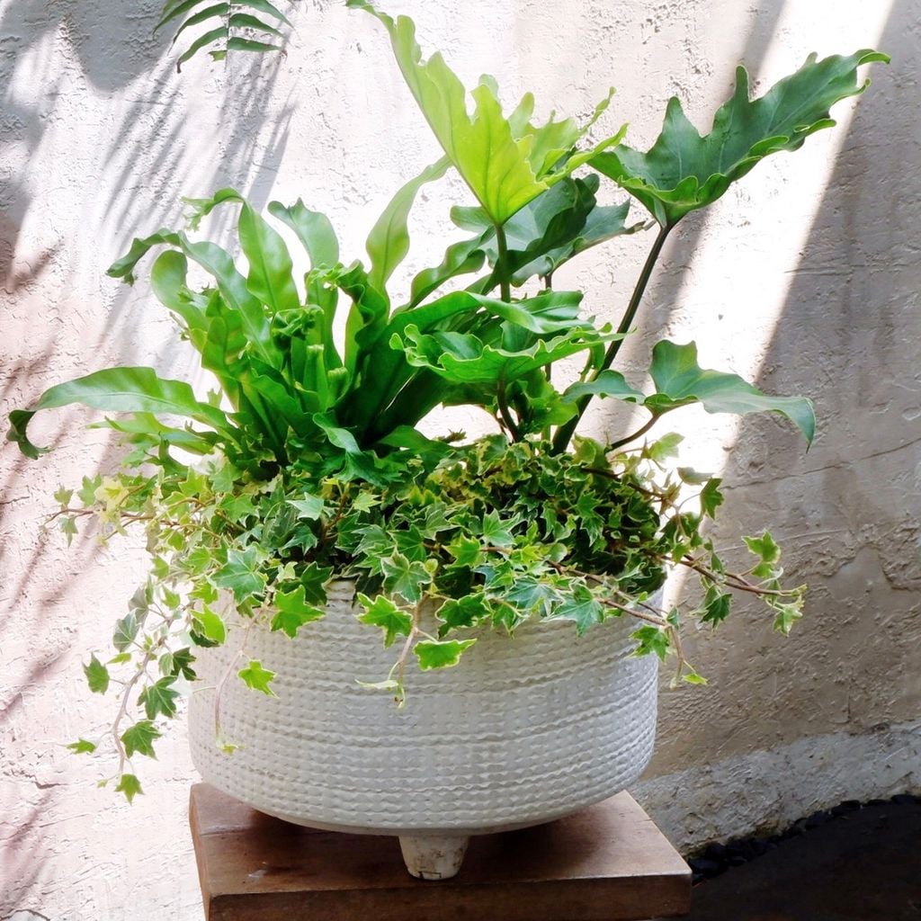  Chậu cây Mix sẵn ưa mát size L 