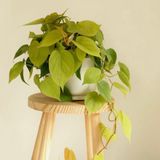  Cây Trầu Bà Neon treo nội thất 