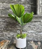  Cây Cọ Nhật nội thất size lớn 