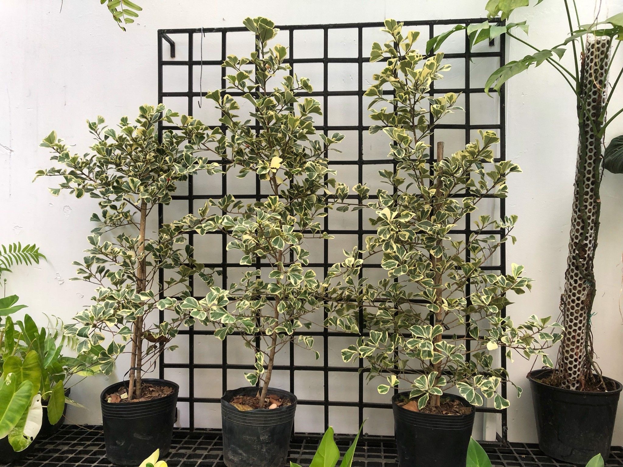  Cây Si Thái ưa nắng size lớn 