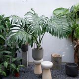  Cây Monstera Deliciosa nội thất 