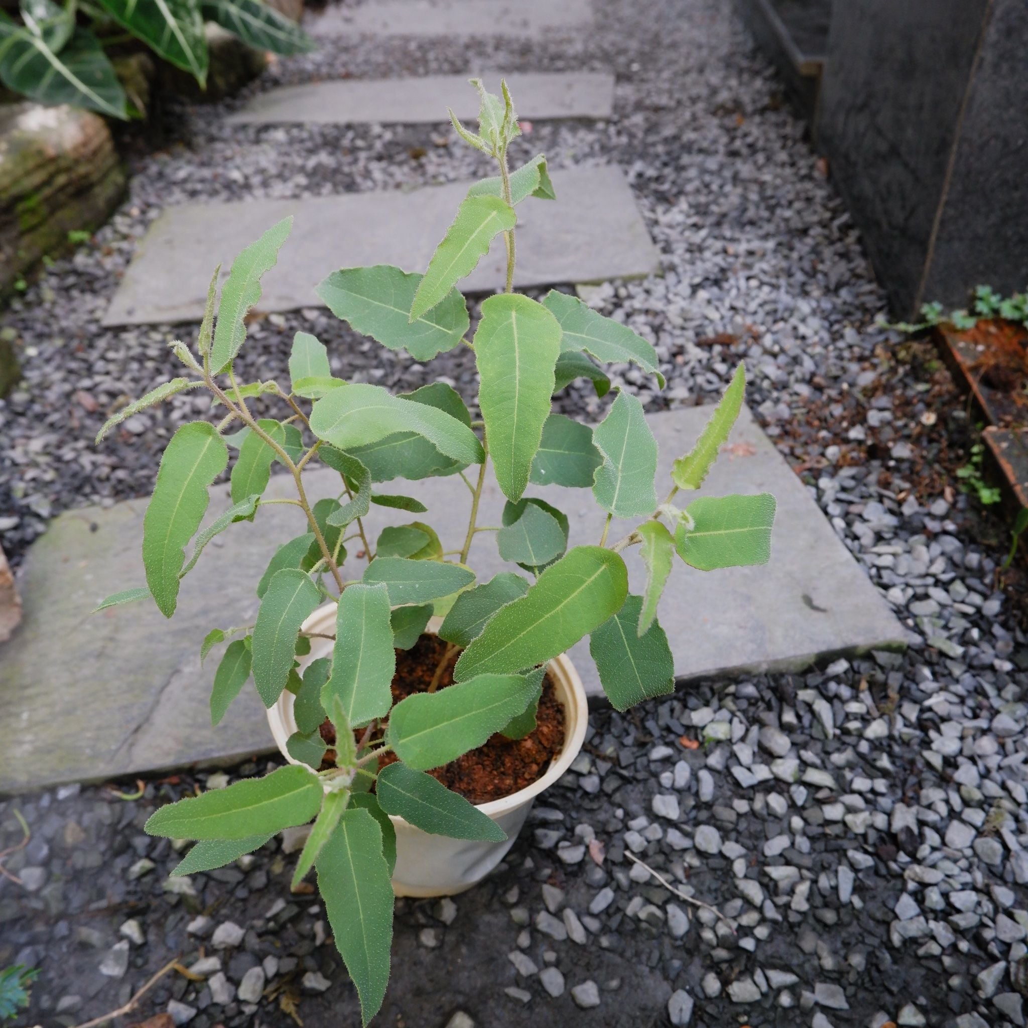  Bạch đàn chanh (Eucalyptus citriodora) 
