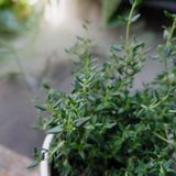  Xạ hương (Thyme, Common thyme) 