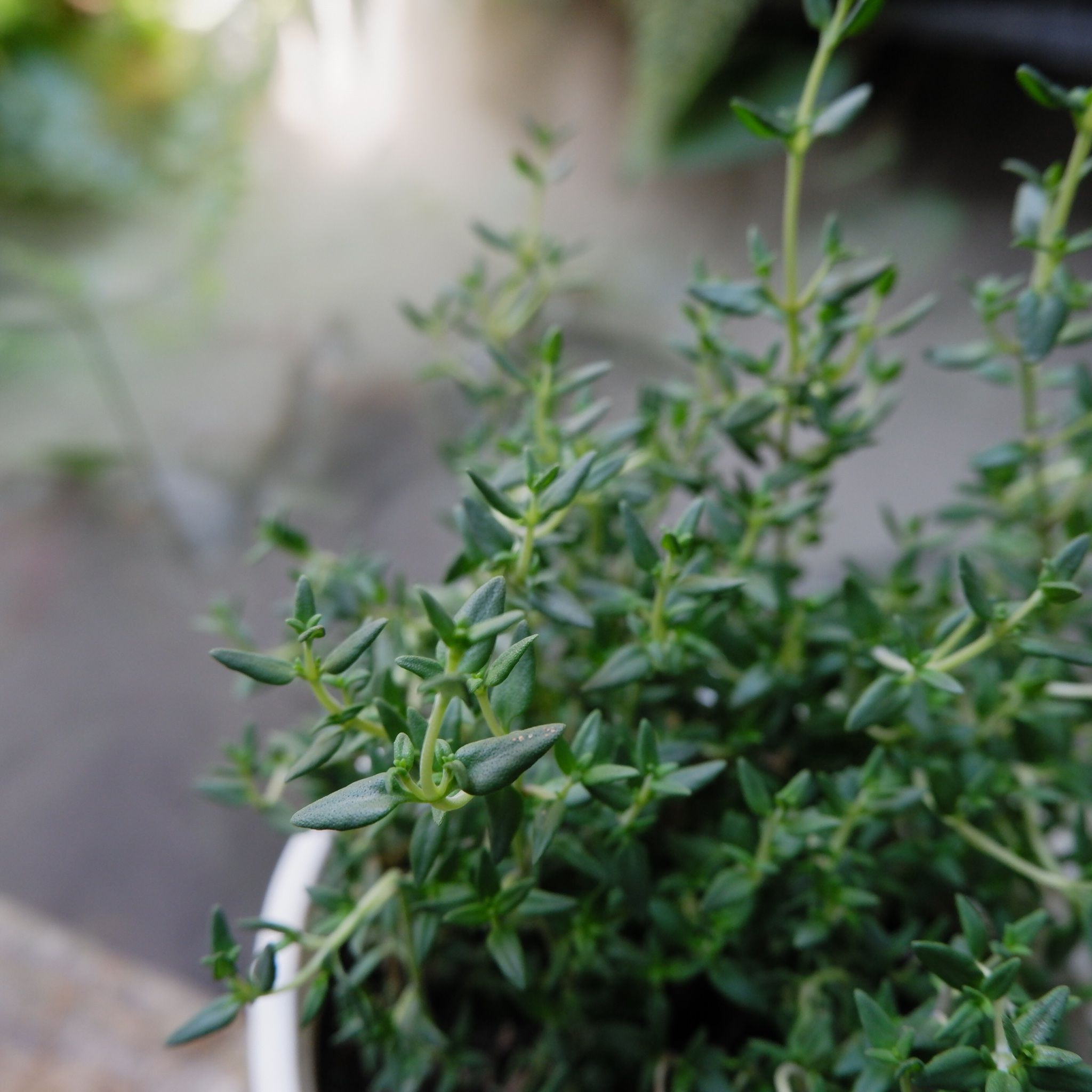  Xạ hương (Thyme, Common thyme) 